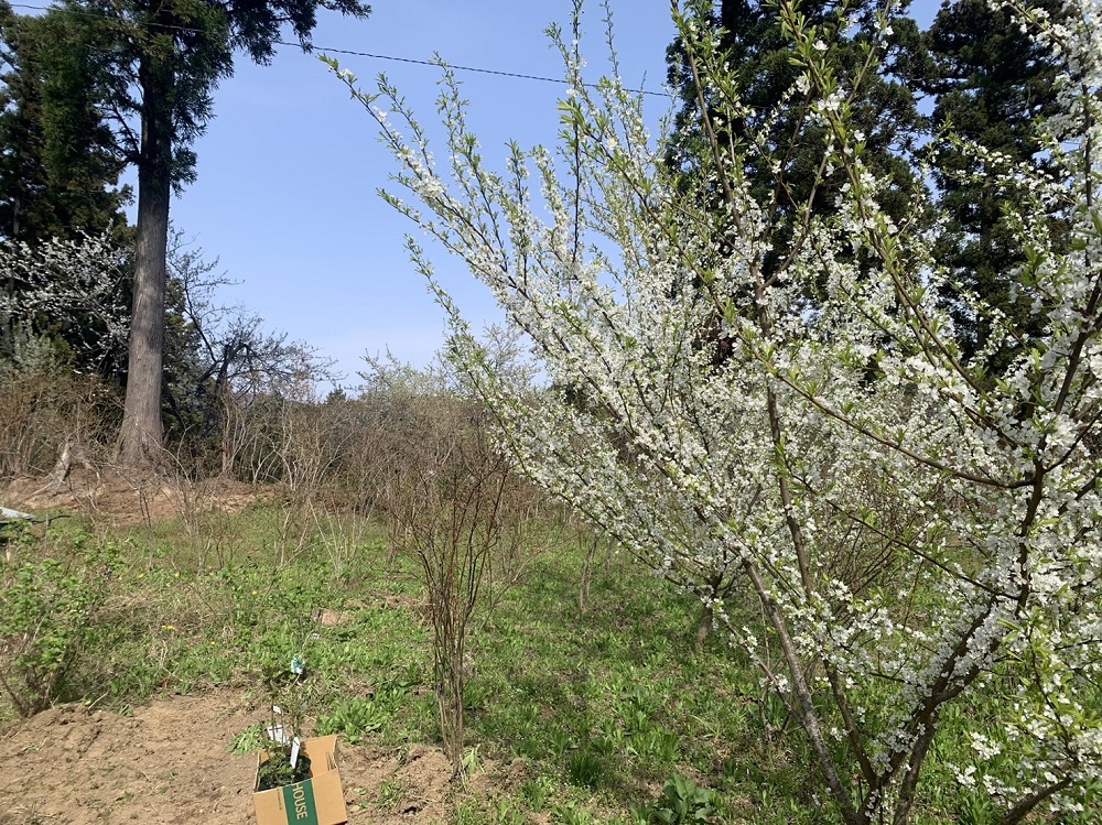 宮城県石巻市ブルーベリー農園に春がやってきた