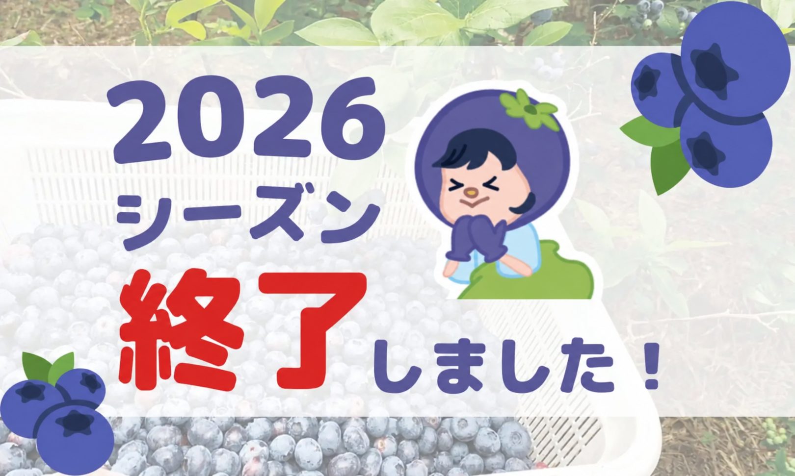 2026年ブルーベリーシーズン終了のお知らせ